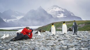 King Penguins in South Georgia