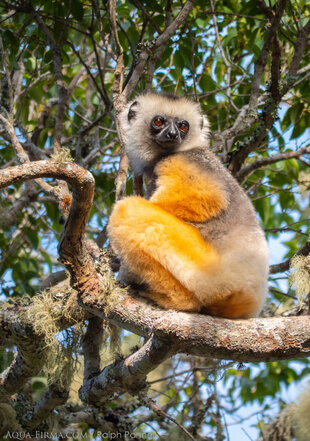 Diademed Sifaka in rainforest reserve which Aqua-Firma helped to create