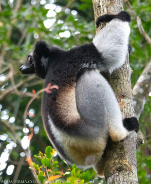 Indri Lemurin the Mantadia National Park Rainforest Madagascar - photo Ralph Pannell