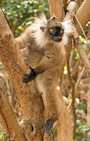 Female Black Lemur photo: Ralph Pannell