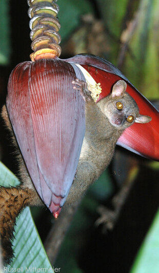 Giant Mouse Lemur - Russell Mittermeier