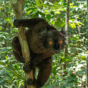 Male Black lemur (Eulemur macaco)