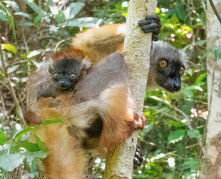 Black lemur Eulemur macaco mother & baby Photo: Ralph Pannell