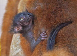 Baby Male Black-Lemur (Eulemur macaco) no more than 2 weeks old