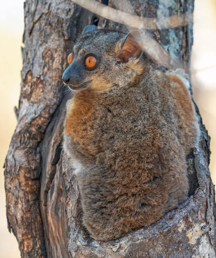 Bemoraha Sportive Lemur Photo: Ralph Pannell Aqua-Firma