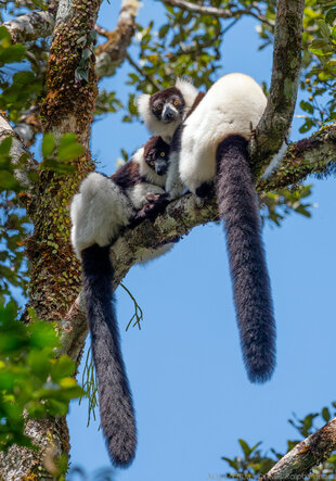 Black-and-White Ruffed Lemur pair ((Varecia variagata) Photo: Ralph Pannell Aqua-Firma