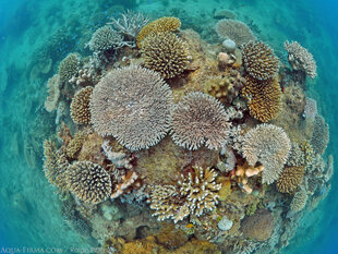 Coral Reefs are very healthy where we can snorkel & dive