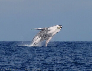 Humpback Whale Breaching in Madagascar