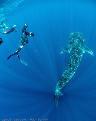 Whale Shark ID Research in Madagascar