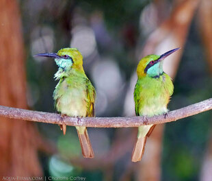 Bee Eaters in Wilpattu National Park