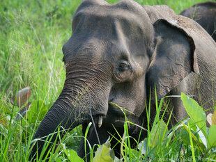 Asian Elephant Sri Lanka