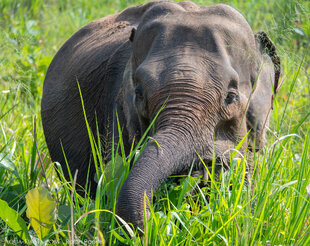 Asian Elephant - photo: Ralph Pannell