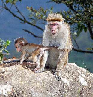 Toque Macaque