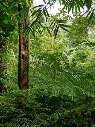 Sinharaja Rainforest Reserve Sri-Lanka