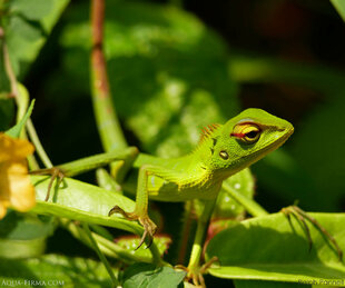 Lizard in the Sinharaja Forest, Sri Lanka