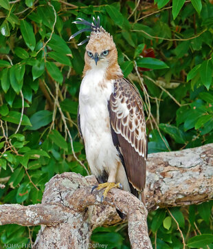 Crested Hawk Eagle Sri Lanka