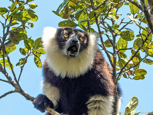 Black & White Ruffed Lemur (Varecia variagata)