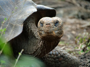 Giant Tortoise on San Cristobal Island