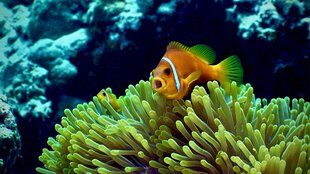 Anemone Fish