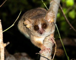 Grey Mouse Lemur Kirindy Forest - photo: Ralph Pannell