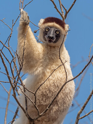 Verreaux's Sifaka Kirindy Madagascar photo by: Ralph Pannell