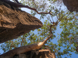 Grand Tsingy limestone karst & forest Bemaraha Madagascar