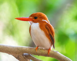 Malagasy Pygmy Kingfisher at Bemaraha Tsingy