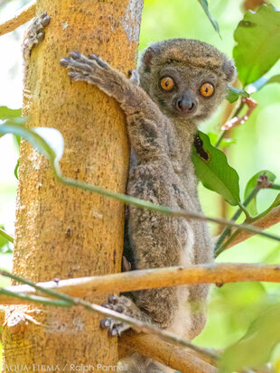 Cleese's Woolly lemur endemic to the Tsingy of Bemoraha - photo: Ralph Pannell