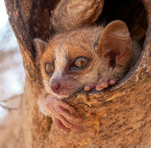 Grey Mouse Lemur in forest close to Kirindy