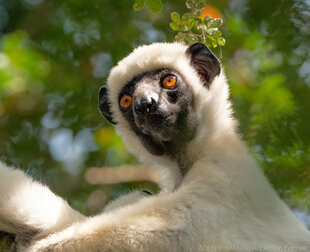 von Deckens Sifaka Bemoraha Tsingy