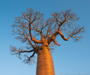 Grendadier Baobab - the tallest species