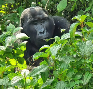 Mountain Gorilla in Uganda's Bwindi Impenetrable Forest