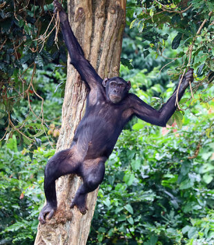 Chimpanzee in the Kibale National Park Rainforest of Uganda