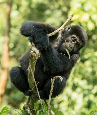 Adolescent Mountain Gorilla in the Bwindi Impenetrable Forest