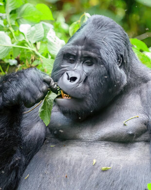 Senior Mountain Gorilla at Bwindi