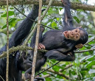 Chimpanzee in the Kibale Rainforest National Park