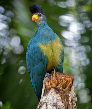 Turaco in the Kibale Rainforest