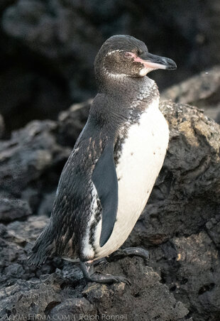 Galapagos Penguin off the coast of Isabela Island
