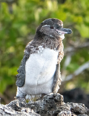 Galapagos penguin chick