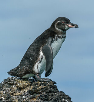 Galapagos Penguin ready to dive - photo by Dr Simon Pierce