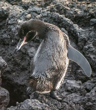 Galapagos Penguin fresh from a dive