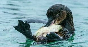 Galapagos Penguin preening its feathers