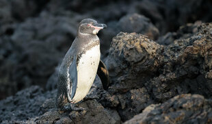 Galapagos Penguin Isabela Island