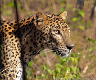 Leopard in Wilpattu National Park photo by Ralph Pannell
