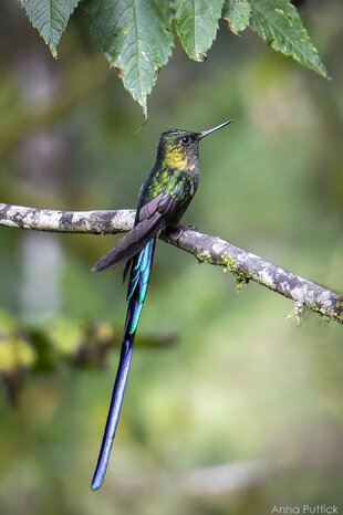 Long-tailed Sylph Hummingbird (Aglaiocercus kingii) Photo by: Anna Puttick
