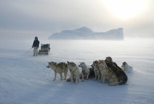 Doglsedding in Greenland - included activities on Le Commandant Charcot