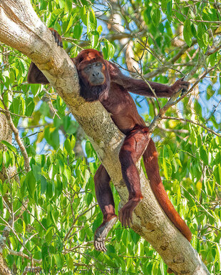 Red Howler Monkey Amazon Ecuador Photo: Ralph Pannell