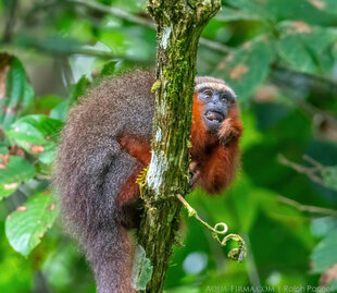Dusky Titi Amazon monkey