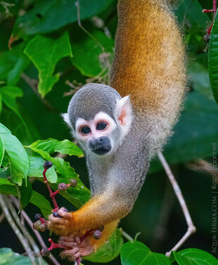 Squirrel monkey in the Ecuadorian Amazon