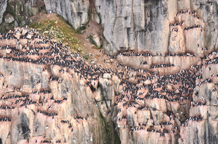 Bird Cliffs Spitsbergen, Doug Howes